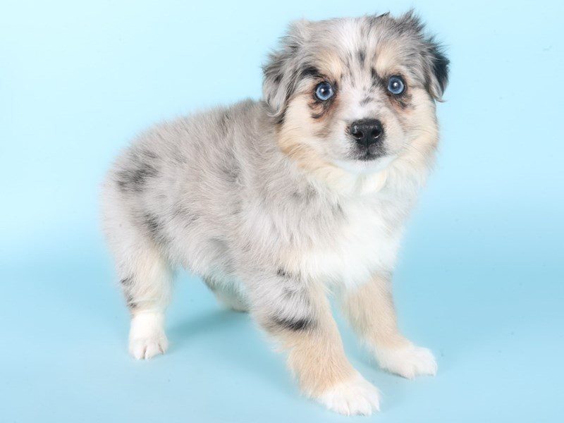 [#14972] Blue Merle Female Aussiepoo Puppies For Sale #3