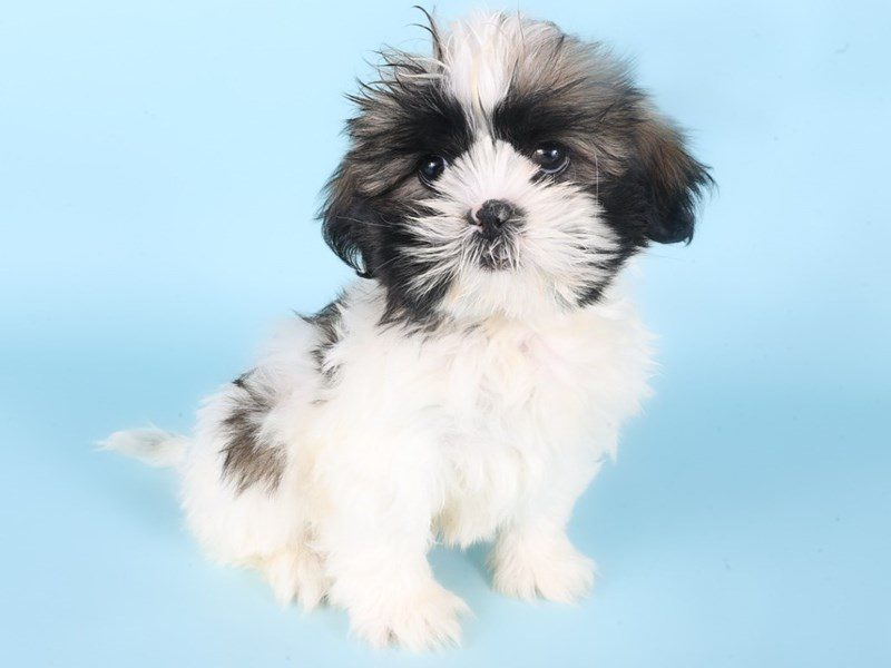 [#14970] Sable Male Shihpoo Puppies For Sale #3