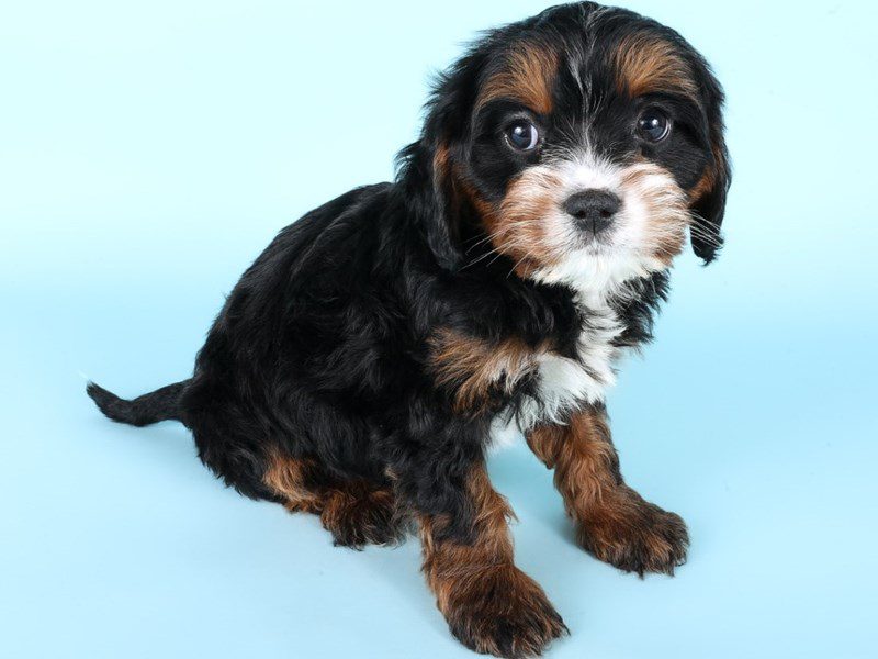 Miniature Bernedoodlier-Dog-Male-Tri-Colored-5097576-XO PUPS