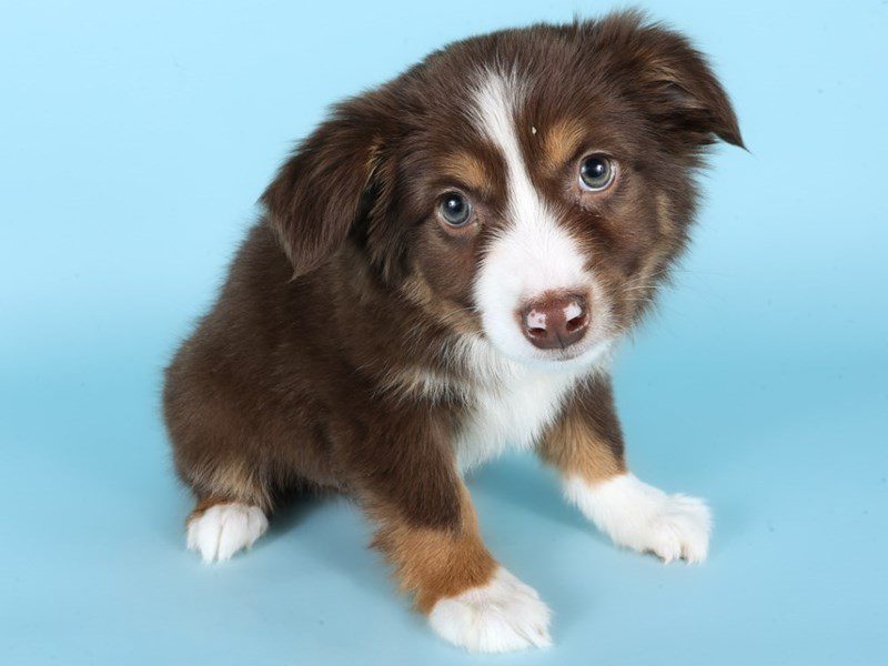 [#14966] Chocolate Male Miniature Australian Shepherd Puppies For Sale #3