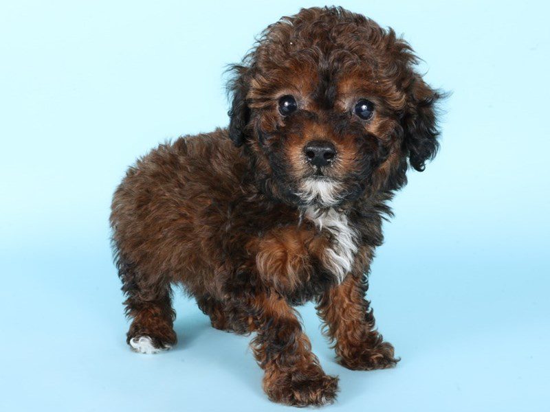 [#14964] Red Sable Male Miniature Poodle Puppies For Sale #3