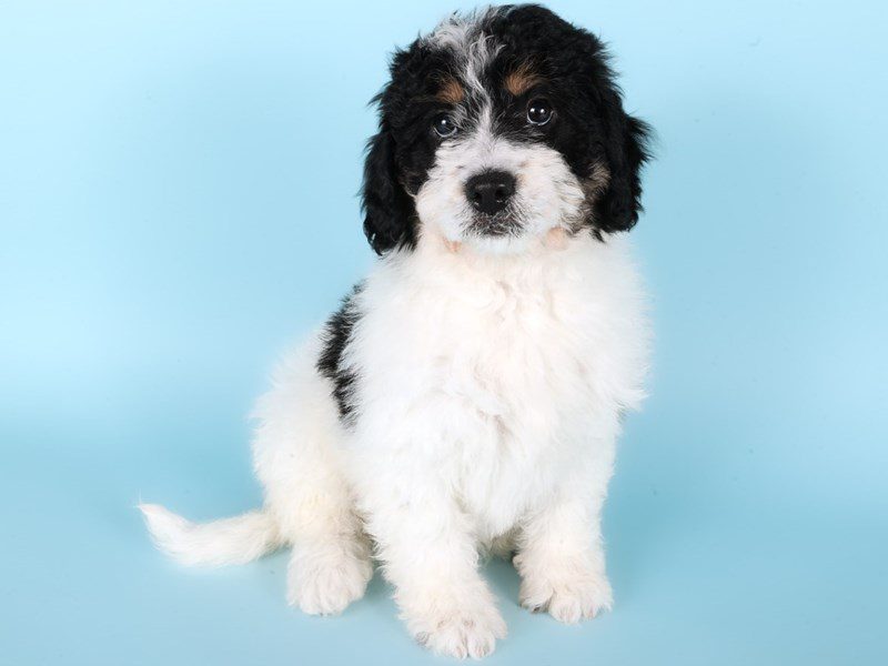[#14962] Black / White Female Miniature Bernedoodle Puppies For Sale #3