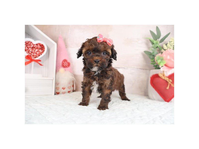 [#14990] Red Sable Female Miniature Poodle Puppies For Sale #2