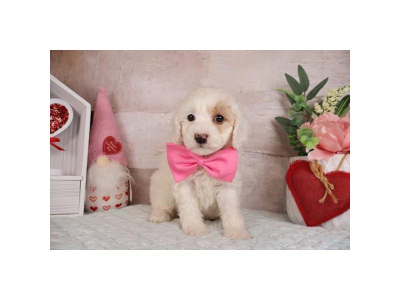 [#14991] White / Cream Male Miniature Poodle Puppies For Sale #2