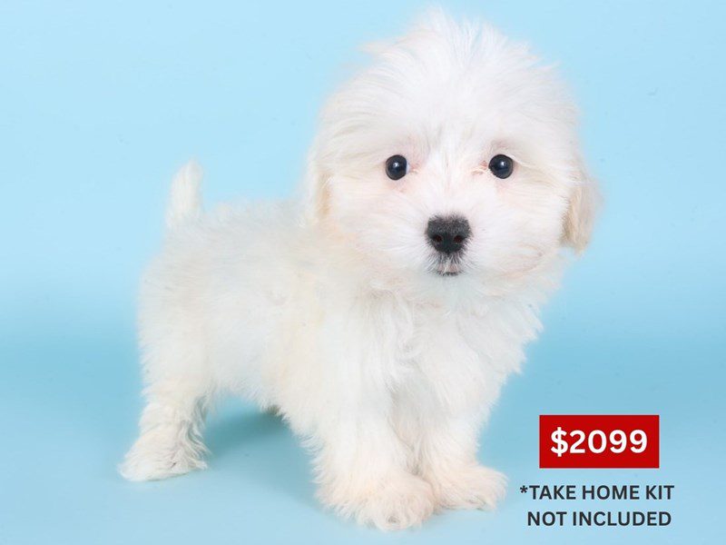 Maltipoo-Dog-Female-Cream / White-5090746-XO PUPS