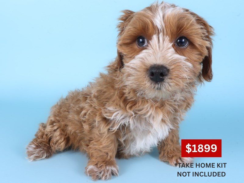 Yorkiepoo-Dog-Male-Apricot-5090750-XO PUPS