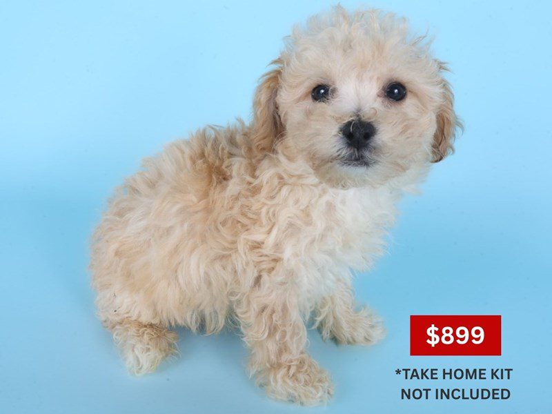 Poochon-Dog-Male-Apricot-5084636-XO PUPS