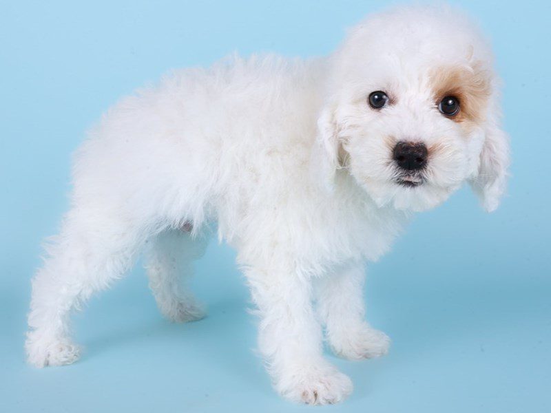 [#14991] White / Cream Male Miniature Poodle Puppies For Sale #3