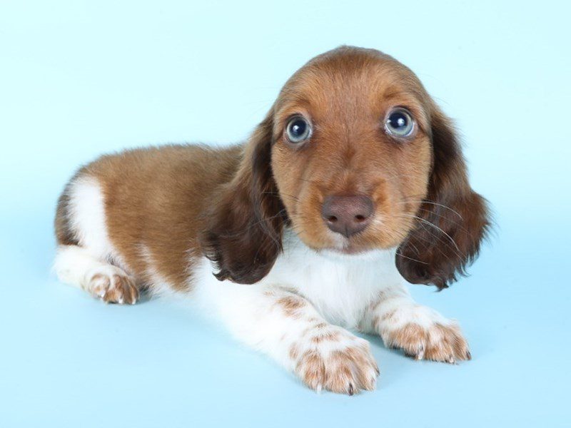 [#14993] Red/Chocolate Male Miniature Dachshund Puppies For Sale #2