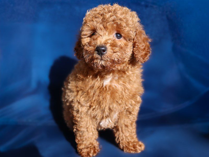 [#14995] Red Male Miniature Poodle Puppies For Sale #2