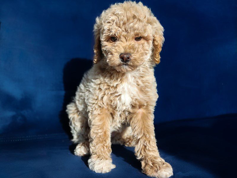 Miniature Poodle-Dog-Female-Cream-5100504-XO PUPS