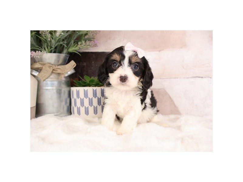 [#14997] Tri-Colored Female Cavapoo Puppies For Sale #2