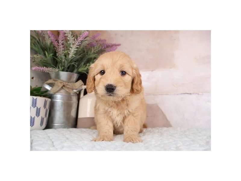 [#14998] Apricot Male Miniature Goldendoodle Puppies For Sale #2
