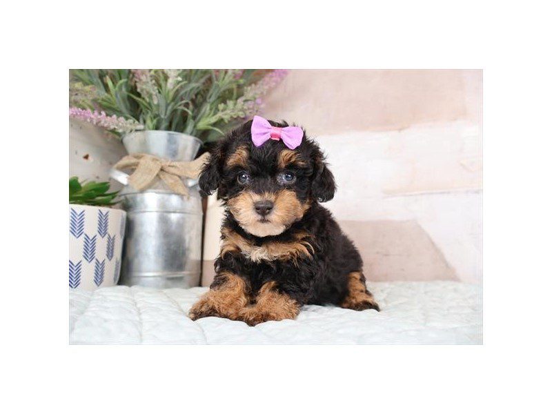 [#14999] Black / Tan Female Maltipoo Puppies For Sale #2
