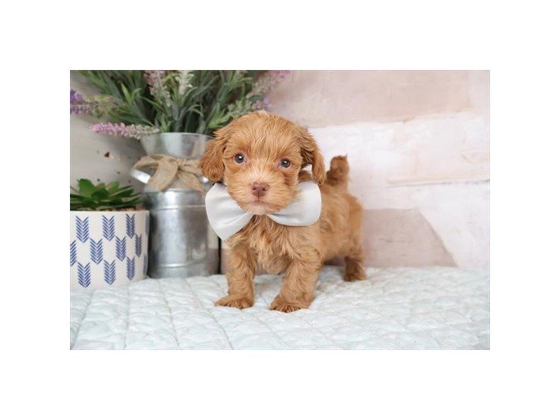[#15000] Apricot Male Maltipoo Puppies For Sale #2
