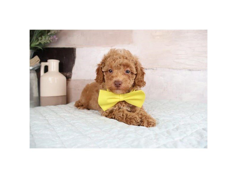 [#15001] Apricot Male Maltipoo Puppies For Sale #2