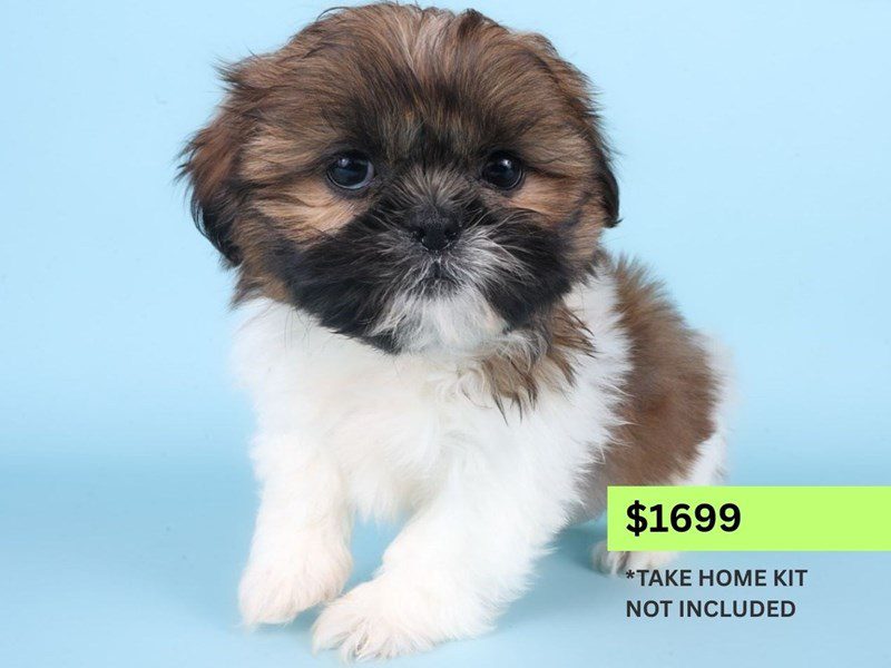 [#14893] Sable / White Male Shih Tzu Puppies For Sale #4