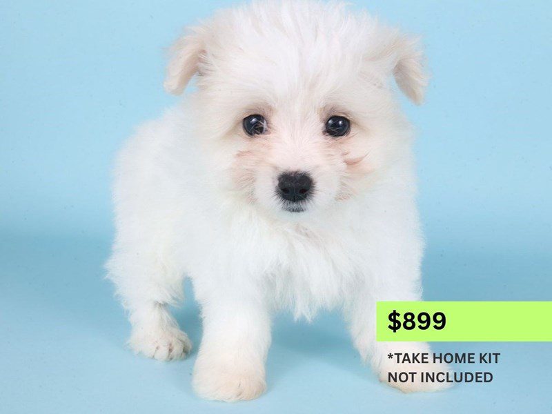 [#14889] White/Cream Female Pomapoo Puppies For Sale #3
