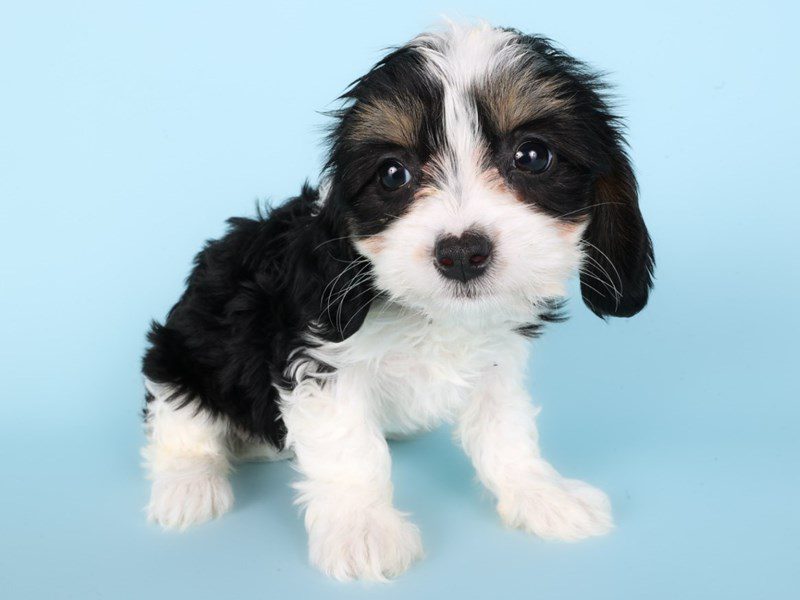 Cavapoo-Dog-Female-Tri-Colored-5101588-XO PUPS