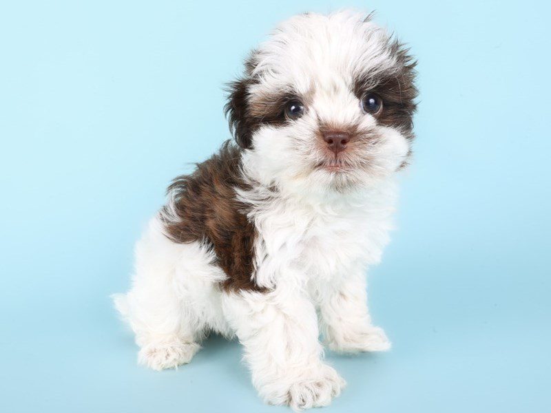 Shihpoo-Dog-Female-Chocolate & White-5101919-XO PUPS