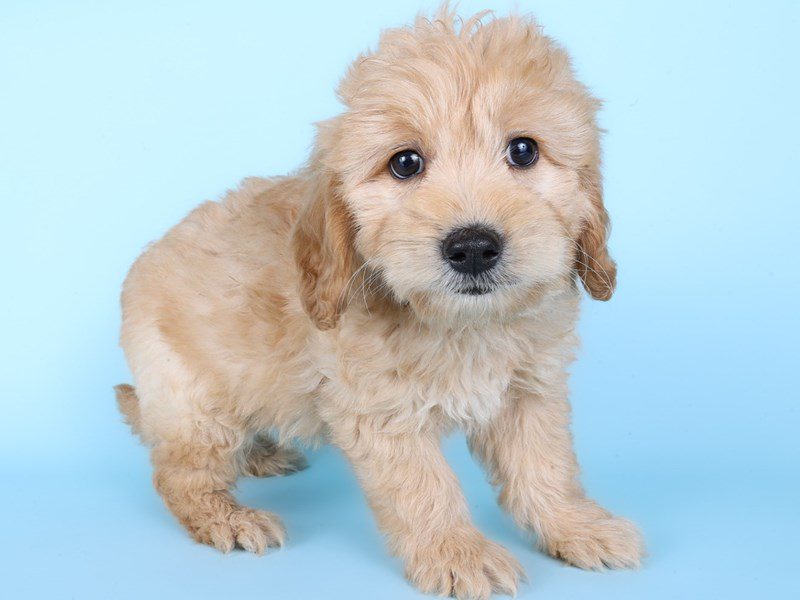 [#14998] Apricot Male Miniature Goldendoodle Puppies For Sale #3