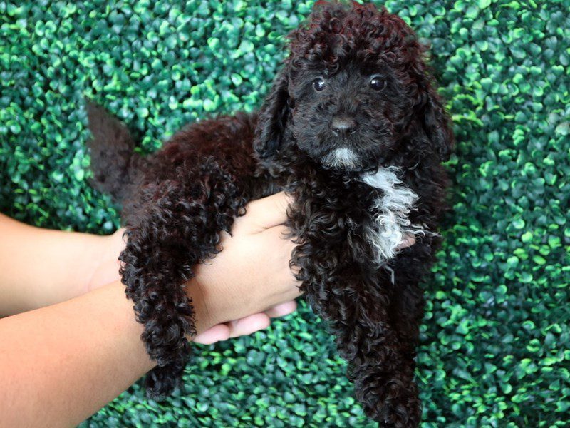[#14992] Black & White Chest Male Micro Mini Goldendoodle F1B Puppies For Sale #3