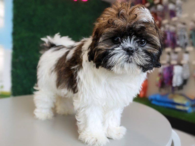 [#14969] Sable Male Shihpoo Puppies For Sale #3