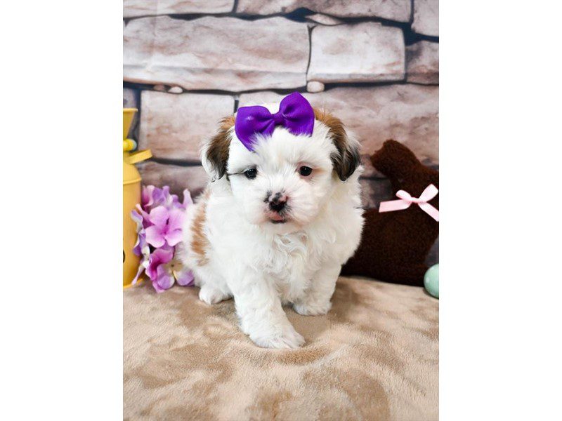 [#15004] White / Sable Female Teddy Bear Puppies For Sale #2
