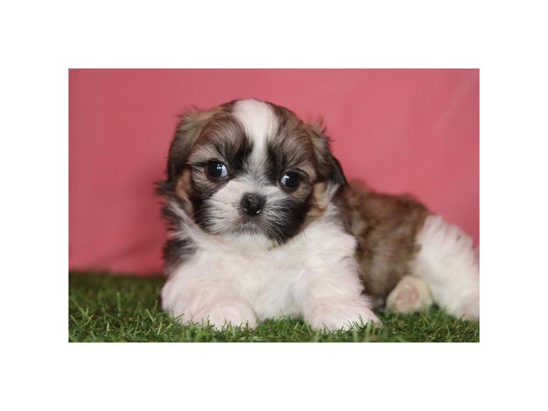 [#15005] Brown / White Male Shih Tzu Puppies For Sale #2