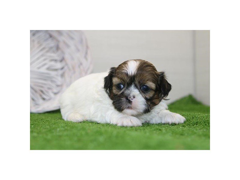 [#15006] Brown / White Male Shih Tzu Puppies For Sale #2