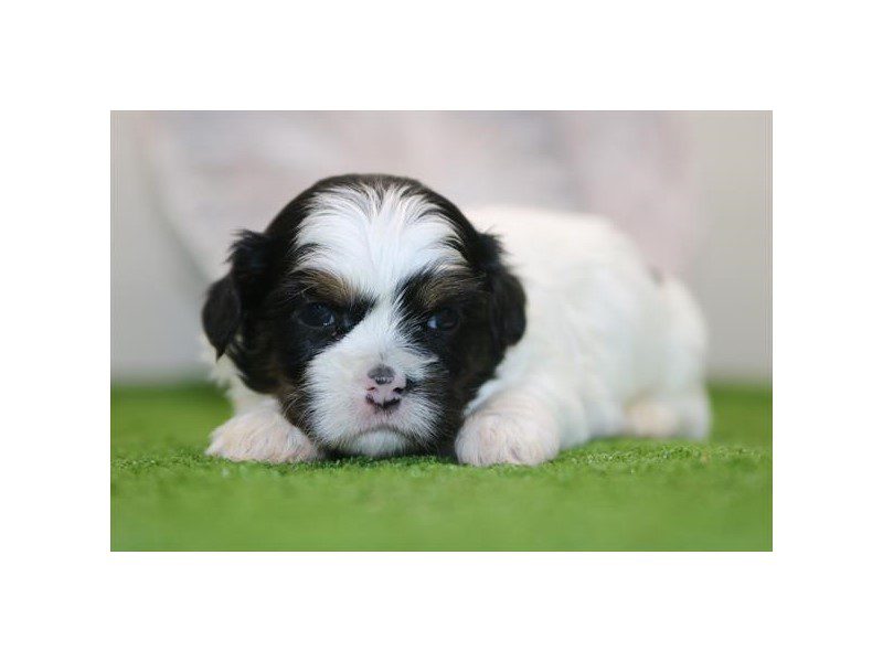 [#15007] Black / White Male Shih Tzu Puppies For Sale #2