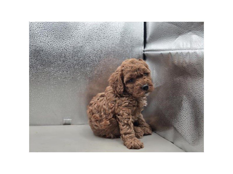 [#15008] Red Male Cavapoo F1B Puppies For Sale #2