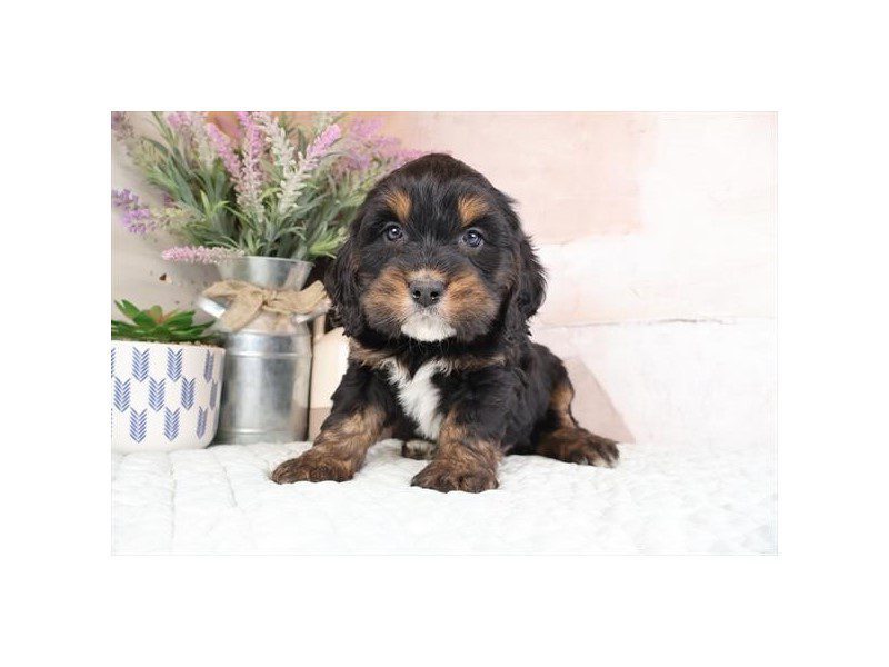 [#15009] Tri-Colored Male Miniature Bernedoodlier Puppies For Sale #2