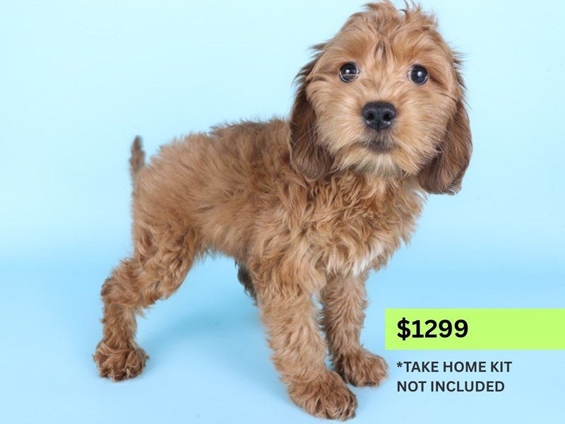 Cockapoo-Dog-Female-Red-5092594-XO PUPS