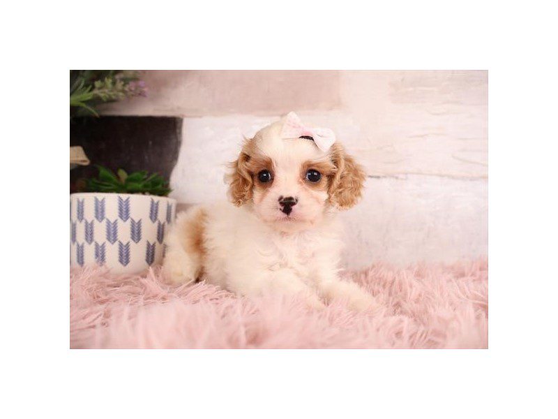 [#15015] Apricot Female Cavapoo Puppies For Sale #2