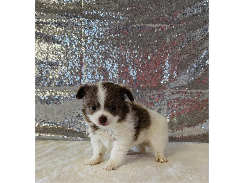 [#15016] Fawn / White Male Chihuahua Puppies For Sale #2