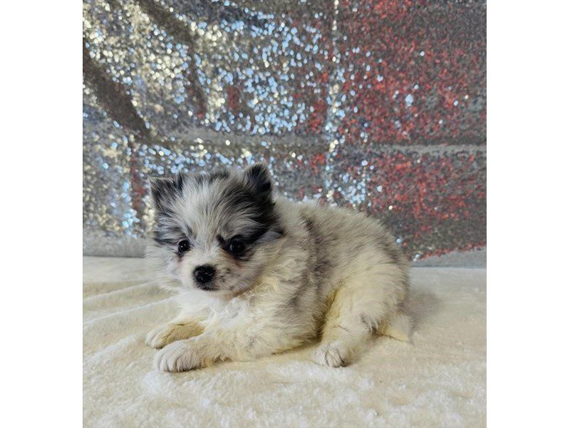 [#15017] Blue Merle / White Female Pomeranian Puppies For Sale #2