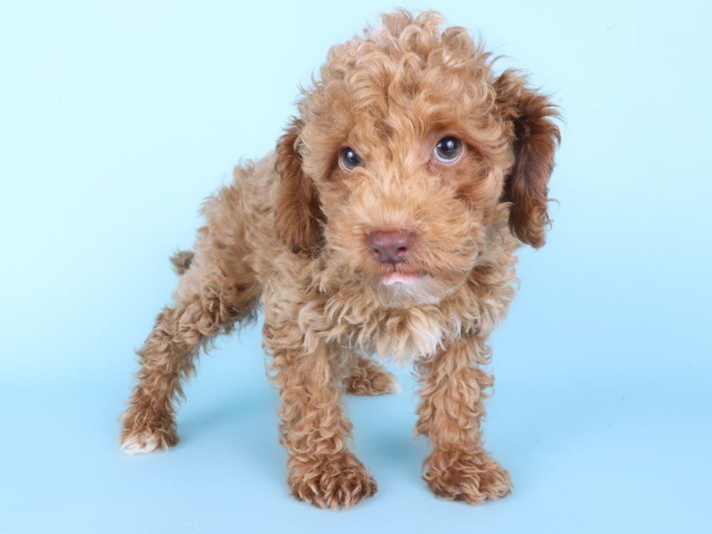 [#15001] Apricot Male Maltipoo Puppies For Sale #3