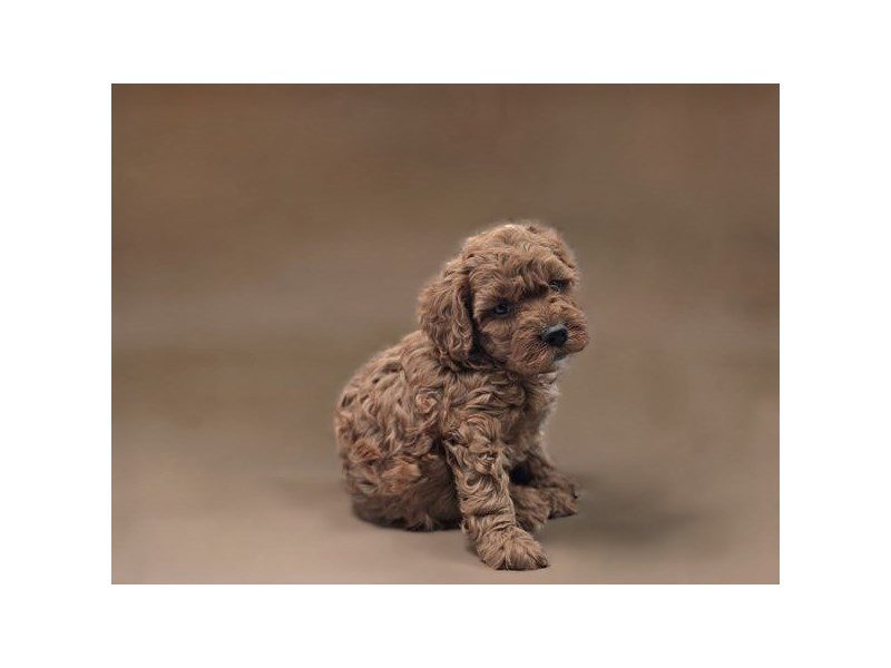 [#15008] Red Male Cavapoo F1B Puppies For Sale #2