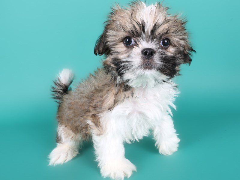 [#15005] Brown / White Male Shih Tzu Puppies For Sale #3