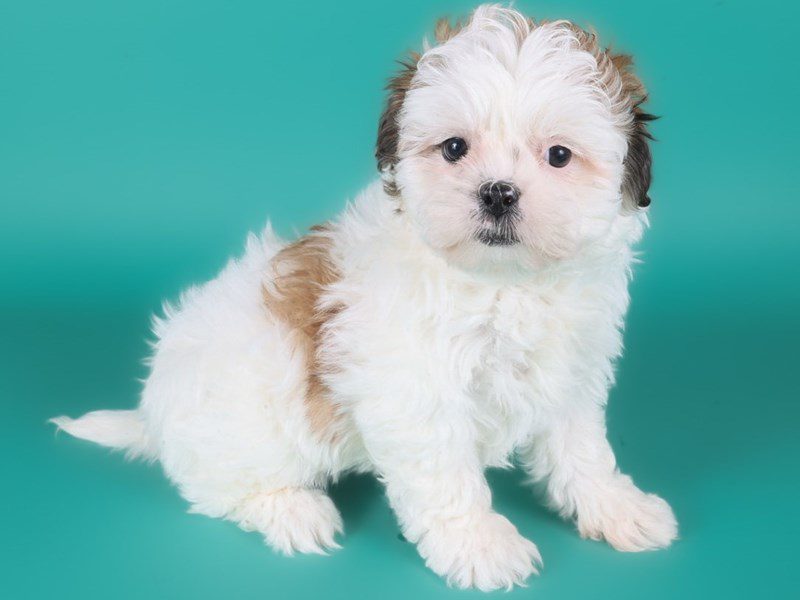 [#15004] White / Sable Female Teddy Bear Puppies For Sale #3