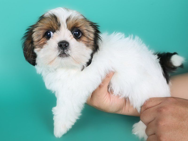 [#15006] Brown / White Male Shih Tzu Puppies For Sale #3