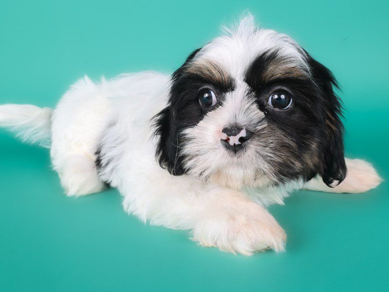 [#15007] Black / White Male Shih Tzu Puppies For Sale #3