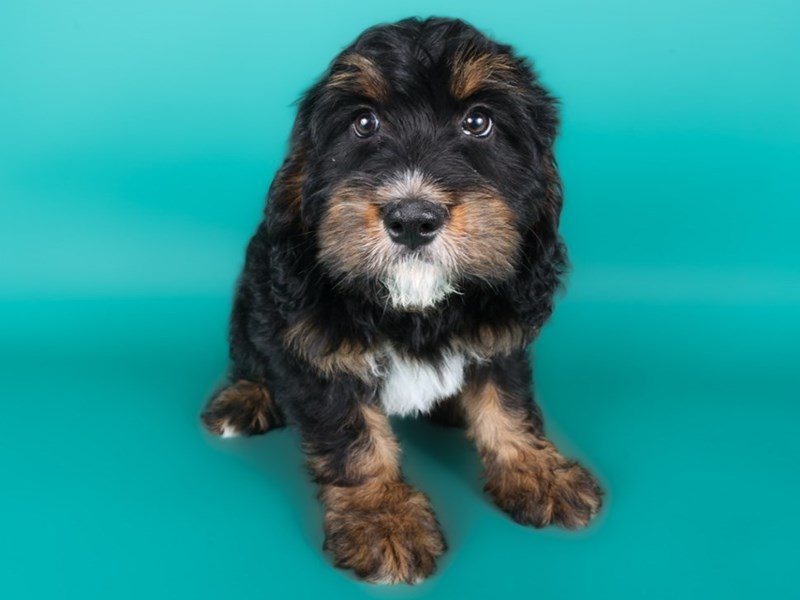 [#15009] Tri-Colored Male Miniature Bernedoodlier Puppies For Sale #3