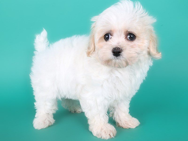 Maltipoo-Dog-Female-Apricot & White-5103372-XO PUPS
