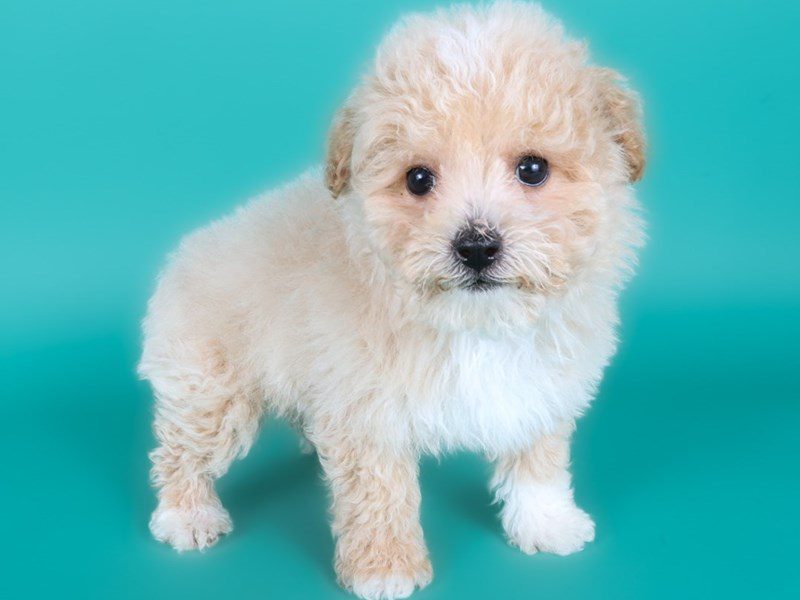 [#15011] Cream Male Poochon Puppies For Sale #2