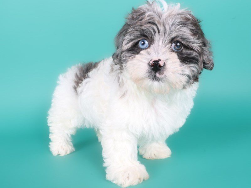 [#15012] Grey/White Female Shihpoo Puppies For Sale #2
