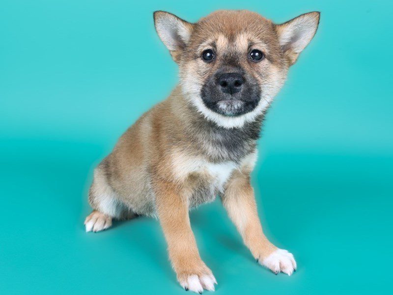 Shiba Inu-Dog-Female-Red/White-5103390-XO PUPS