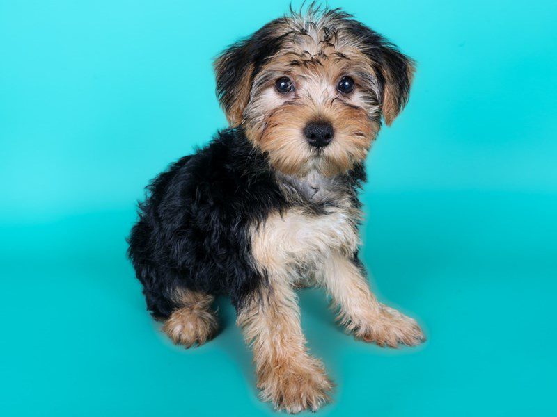 [#15014] Black/Tan Female Yorkiepoo Puppies For Sale #2