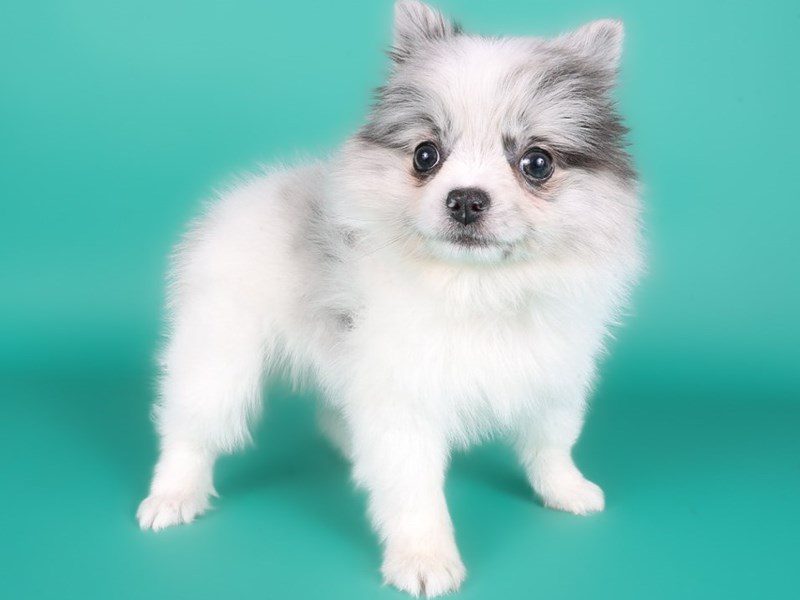 [#15017] Blue Merle / White Female Pomeranian Puppies For Sale #3